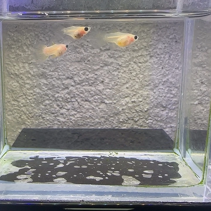 孔雀鱼幻彩粉猫1公2母。18号