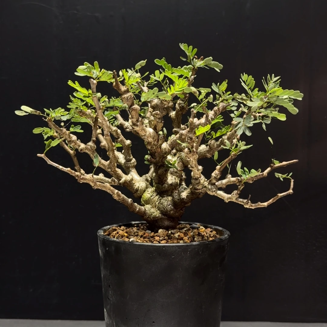 沙漠苏木带盆土哈