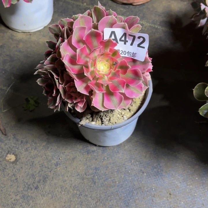 瑞妈，。。。。。472初恋，