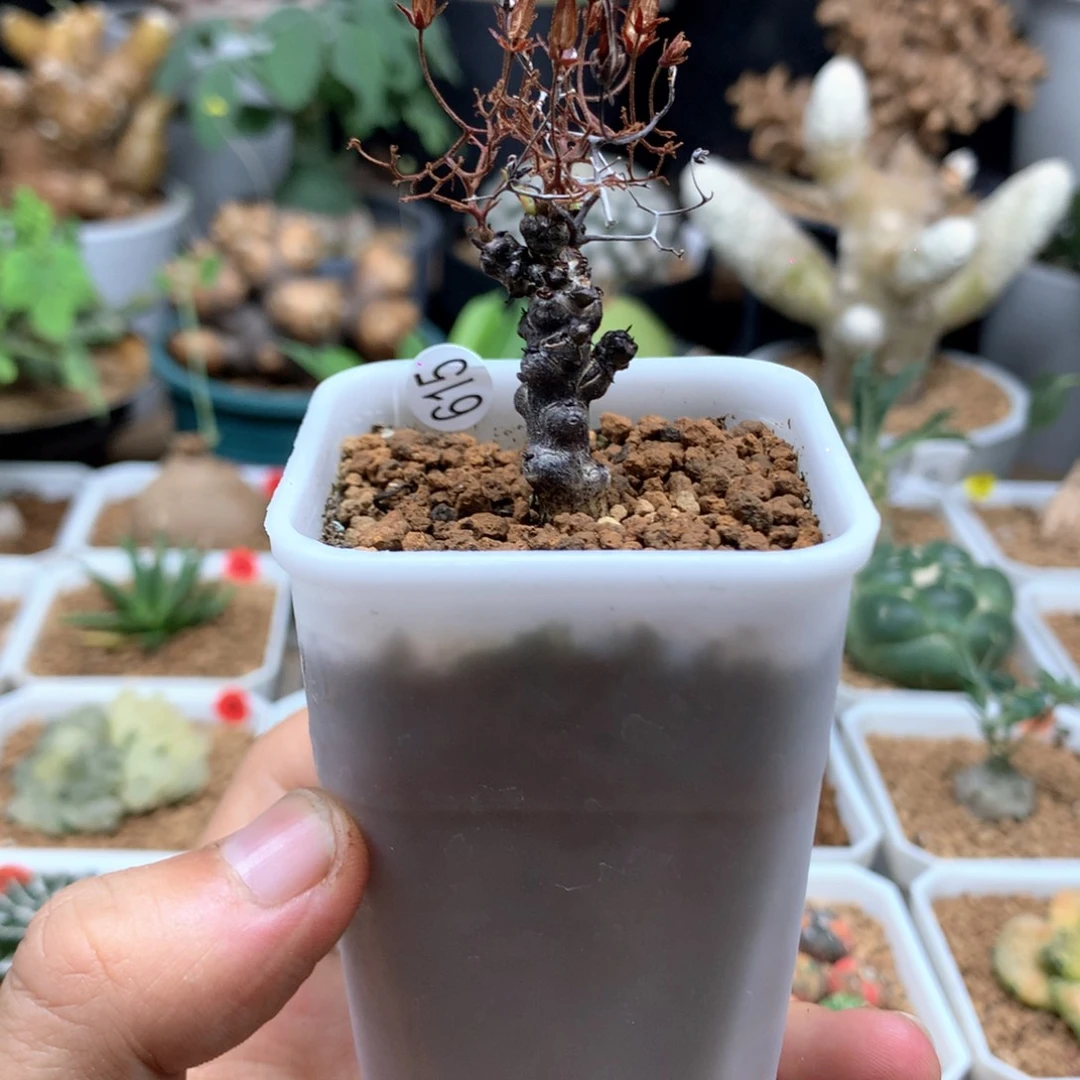 扦插黑曼巴奇峰锦615