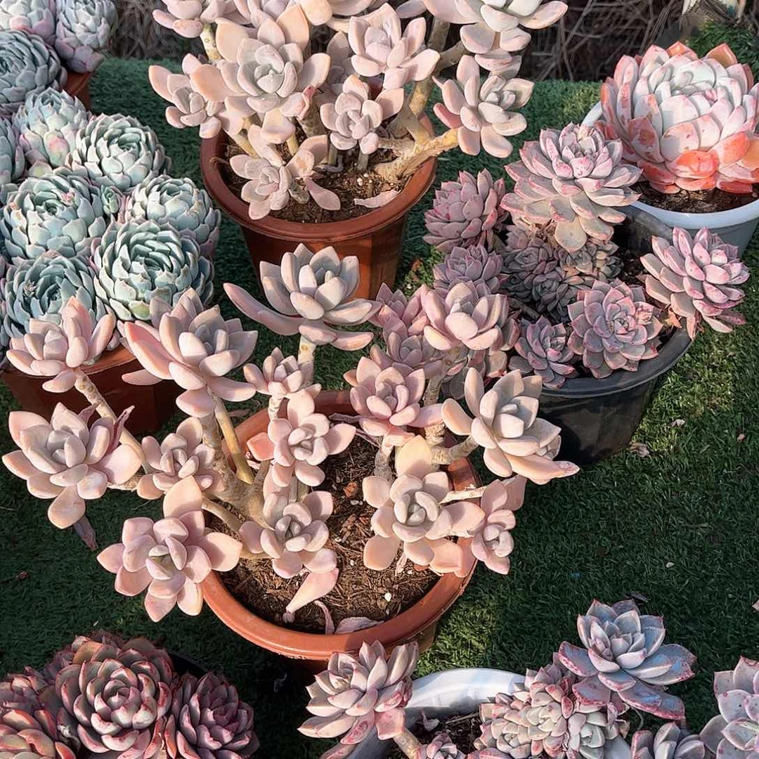 @****?冬美人多肉植物20