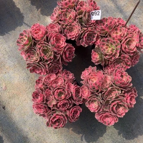 香****092粉女巫多肉5颗，