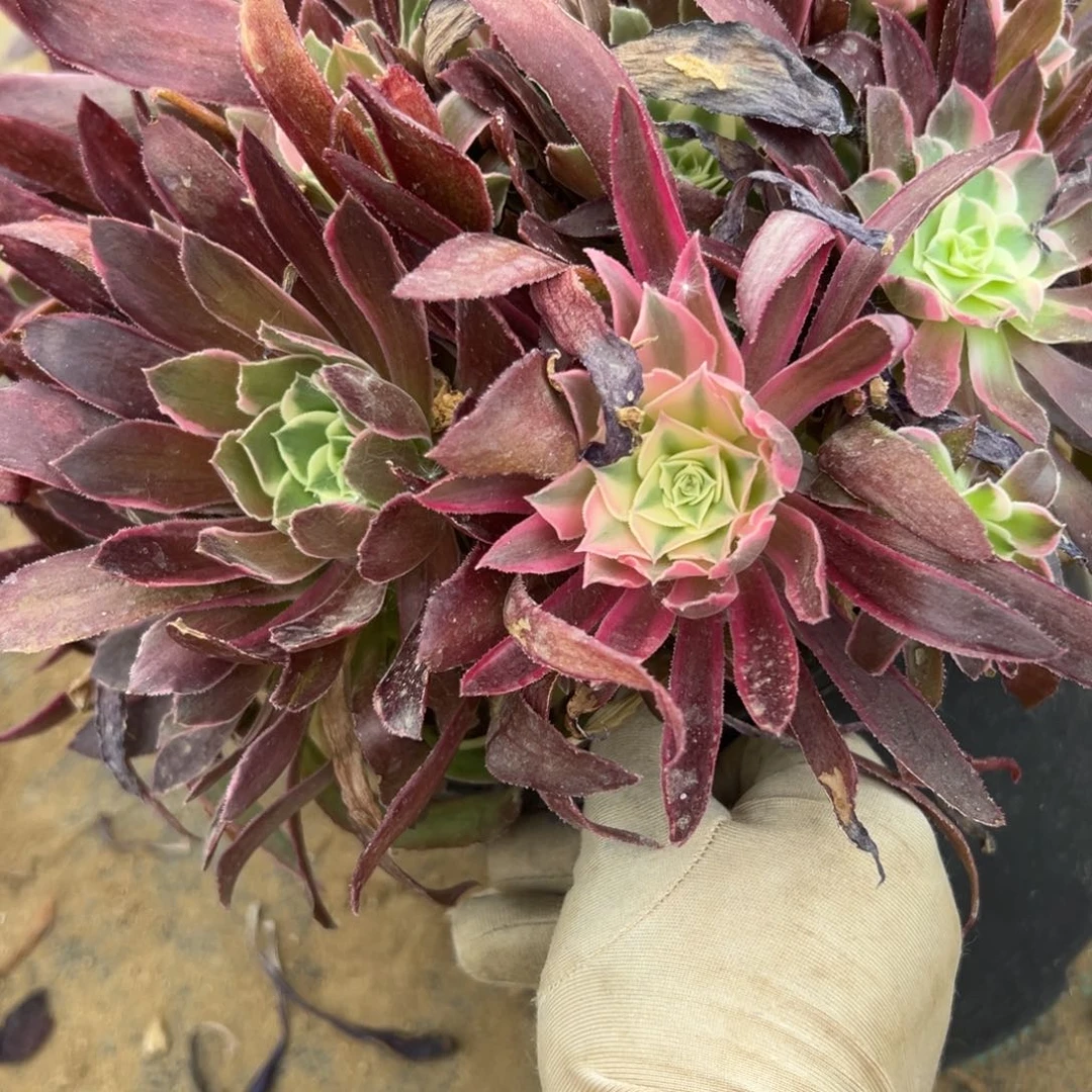 229男神多肉植物系