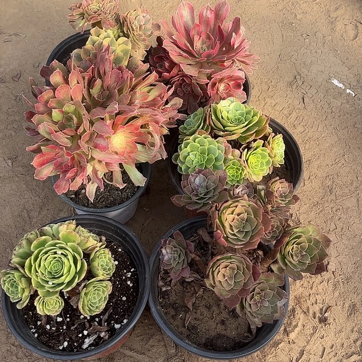 441多肉植物组合，