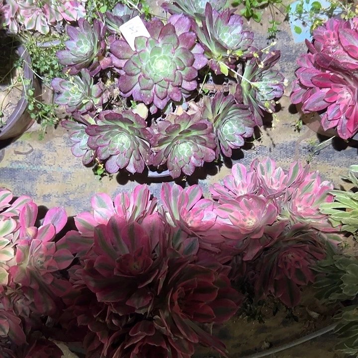 婞**美莲花座一物一拍127