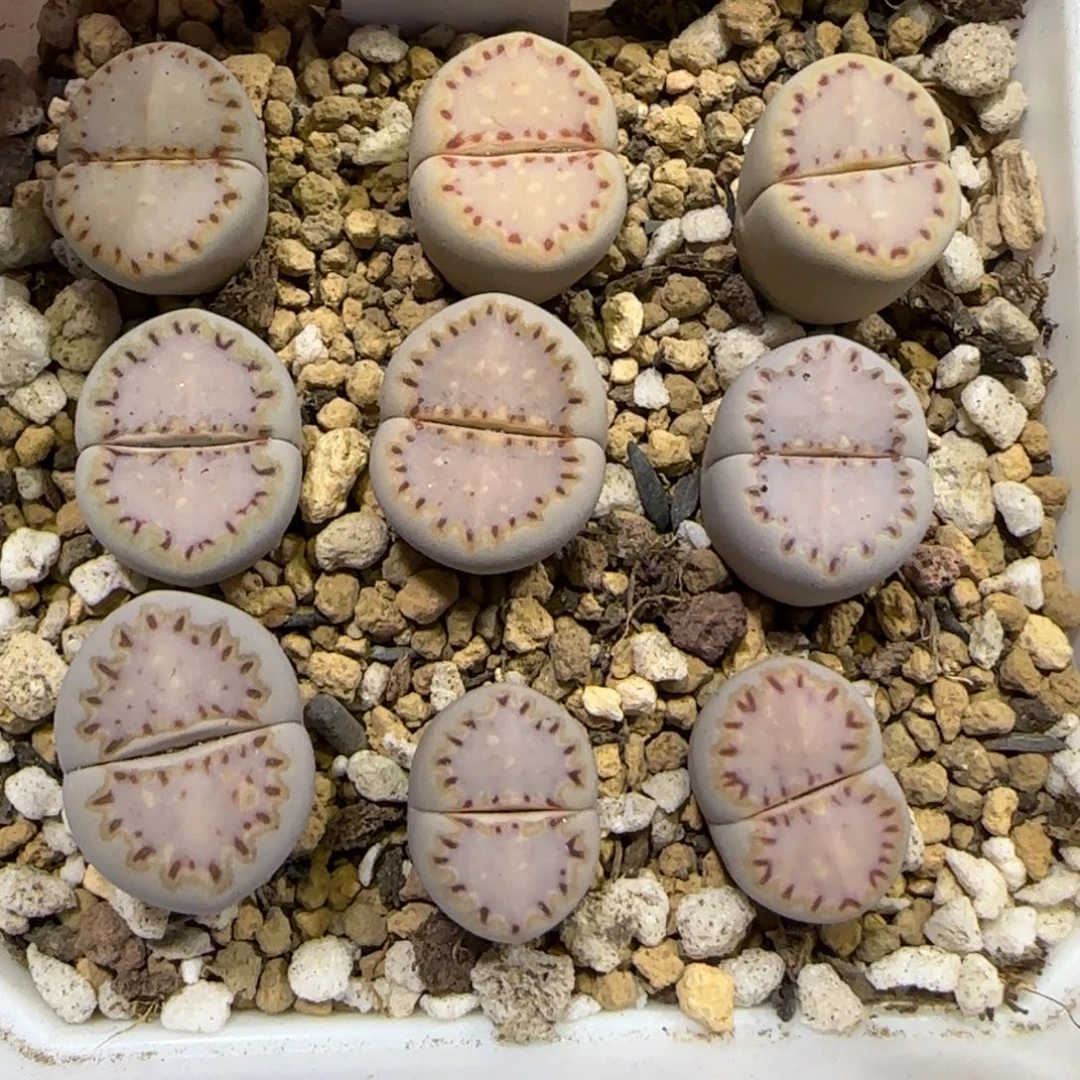 8.17。       1621.015饼干。      9021