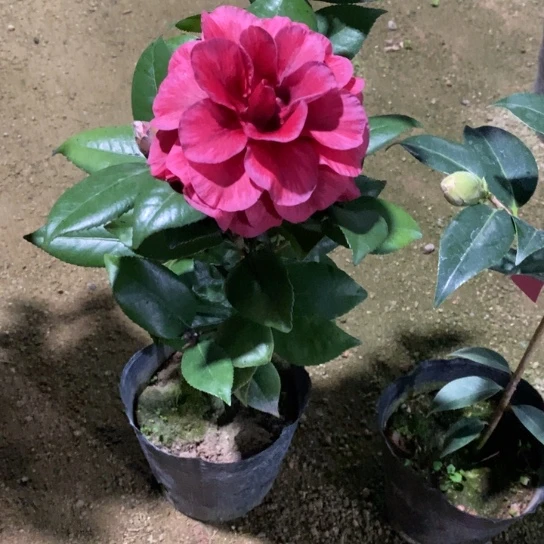 当前无花栽培后可以开花