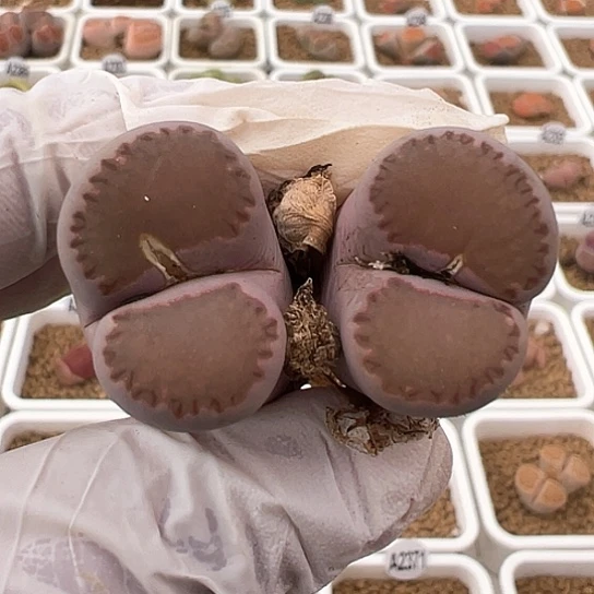 2175.紫李净窗饼干2.2,2.4