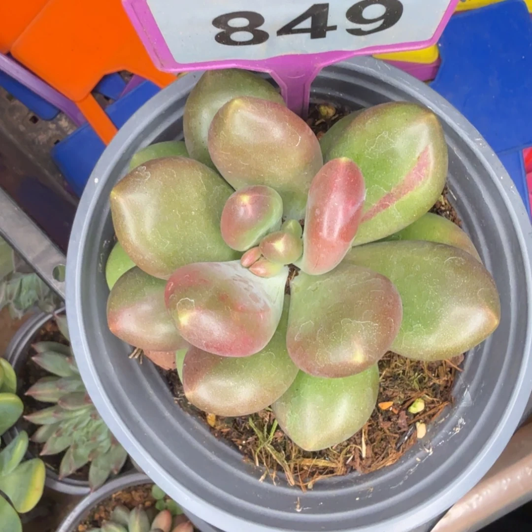 多肉植物南非王子849