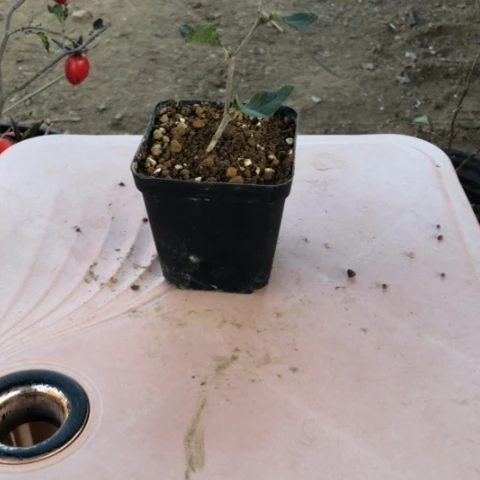 无花朵扦插喋血加凤凰台