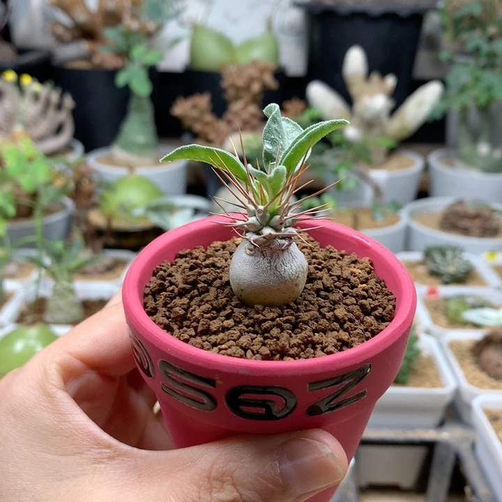 光堂棒槌实生带盆1.8cm