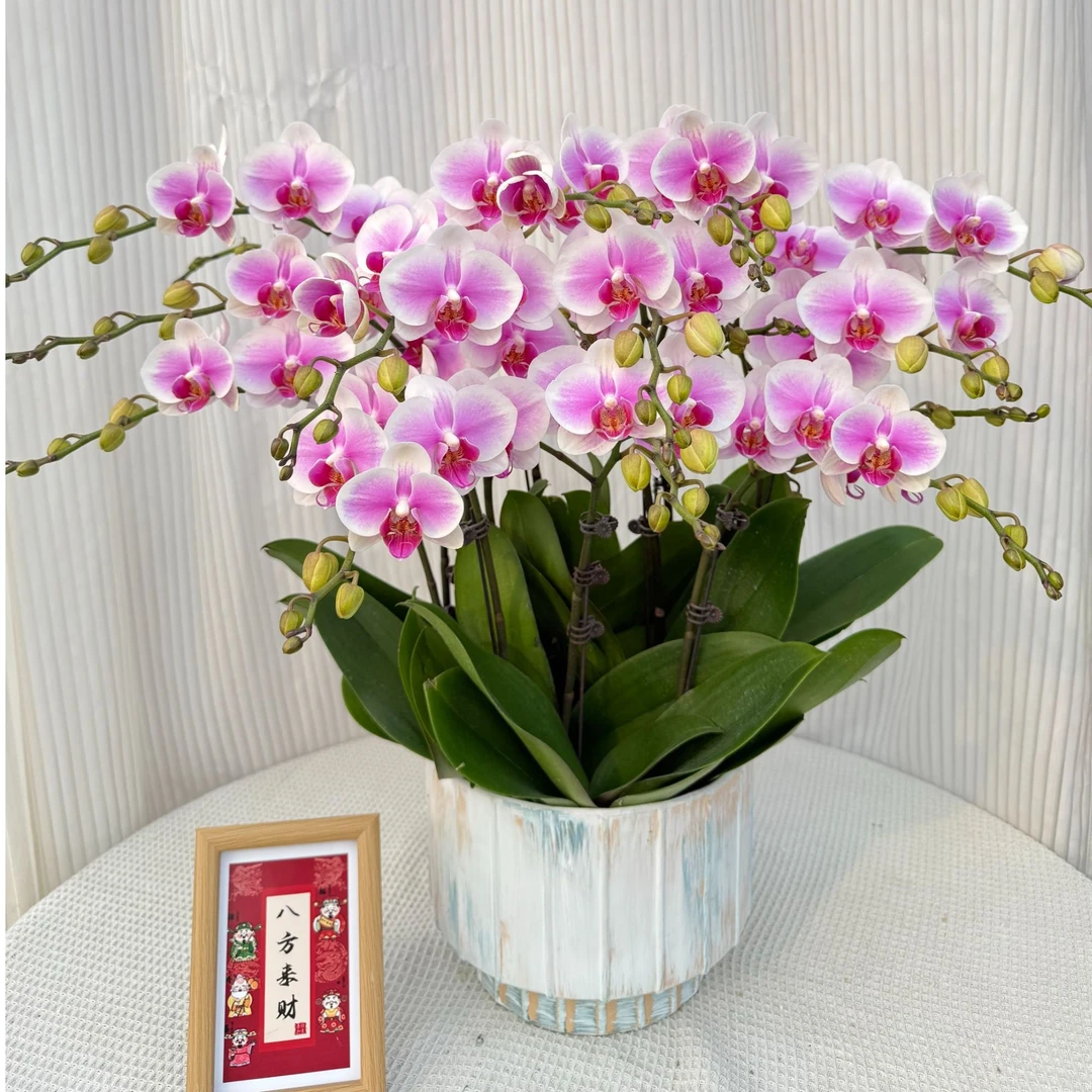 新岁可期《粉钻》粉白色中大花花期长精致组盆室内蝴蝶兰基地直发
