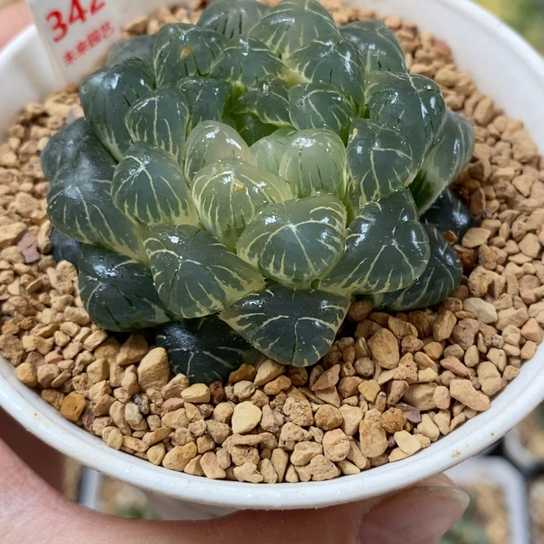 342实生湖斑湖水玉露锦