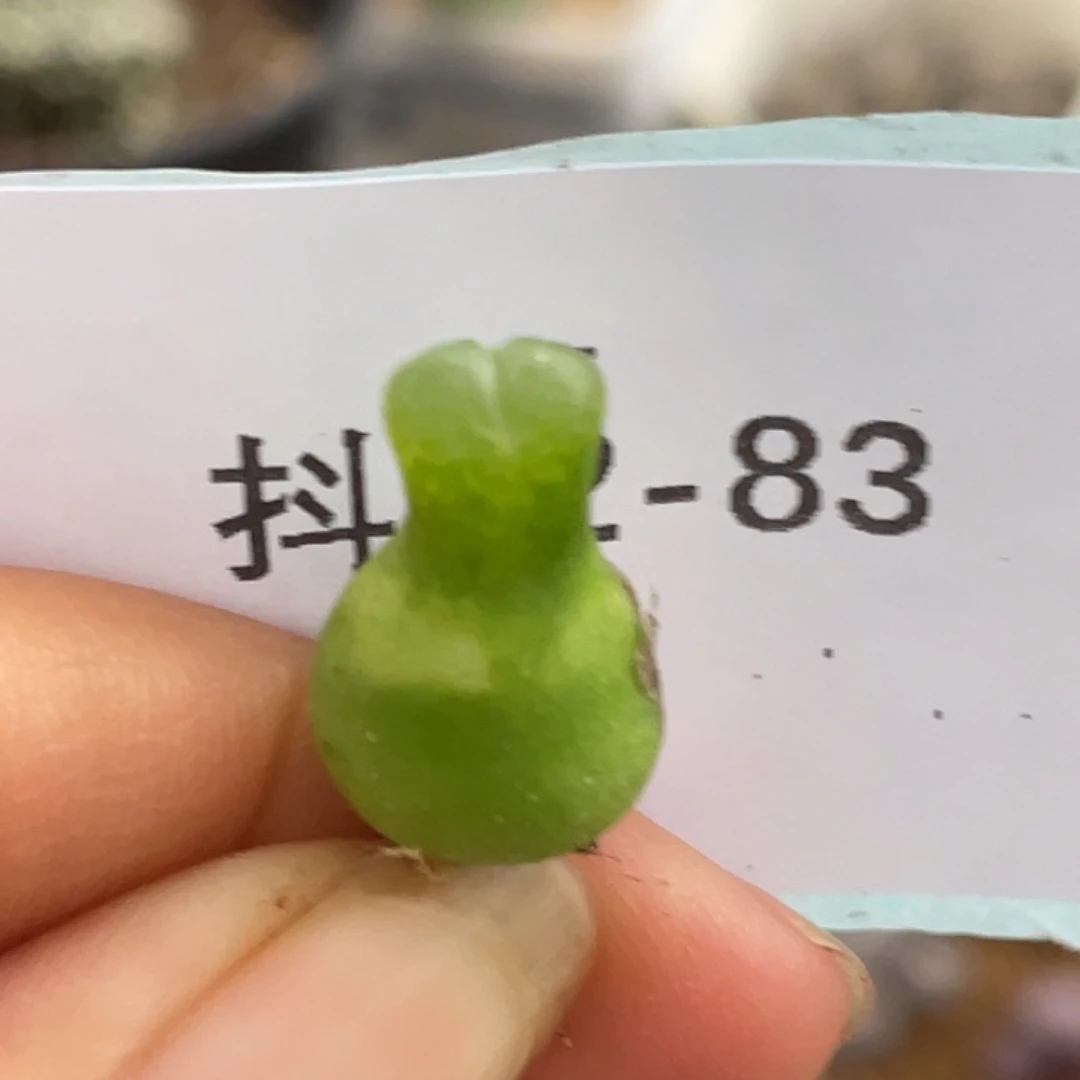 12-83小葫芦多肉植物