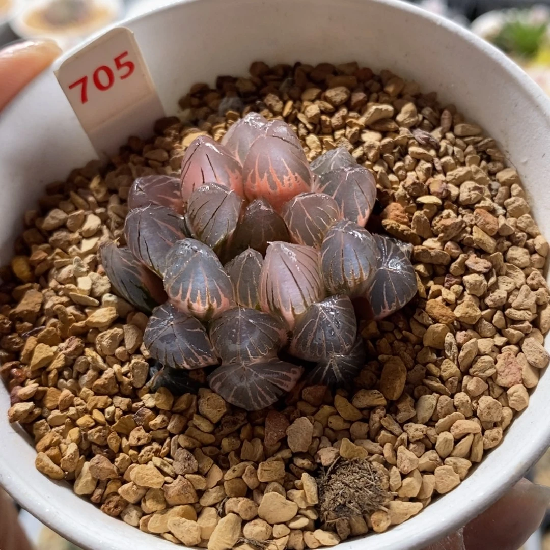 705湖斑霓虹灯玉露锦