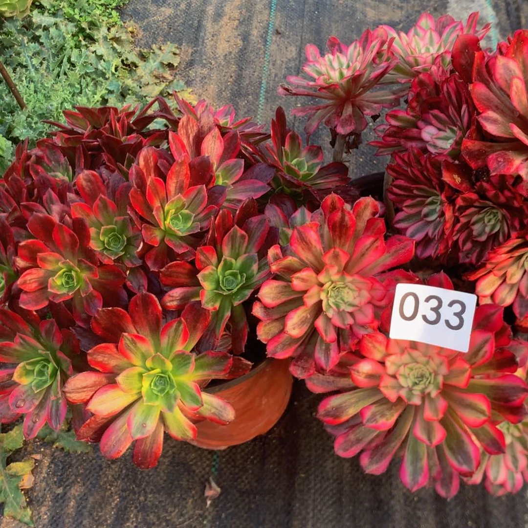 033特价组合多肉植物