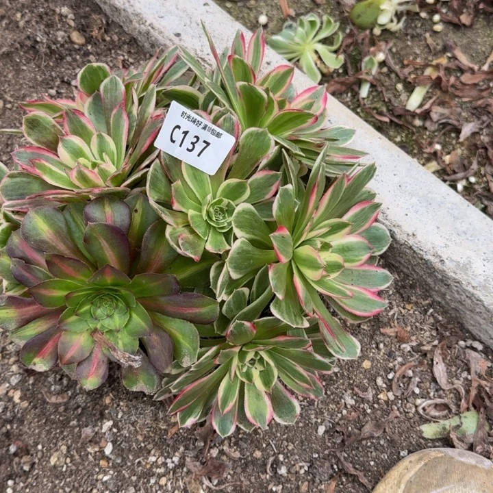 137孔雀翎。多肉植物