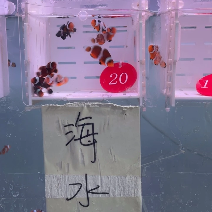海水鱼混搭8条2-3