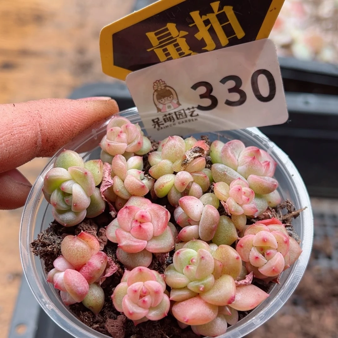 多肉植物多肉植物