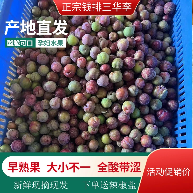 正宗钱排三华李 早熟果全酸带涩 孕妇水果小果现货现发净含量500g