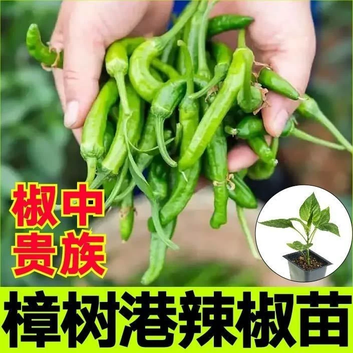 樟树港树苗正宗樟树港苗特大发货秧苗正品特辣庭院植物