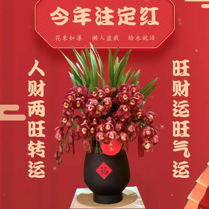 大红袍拱兰顺丰包邮