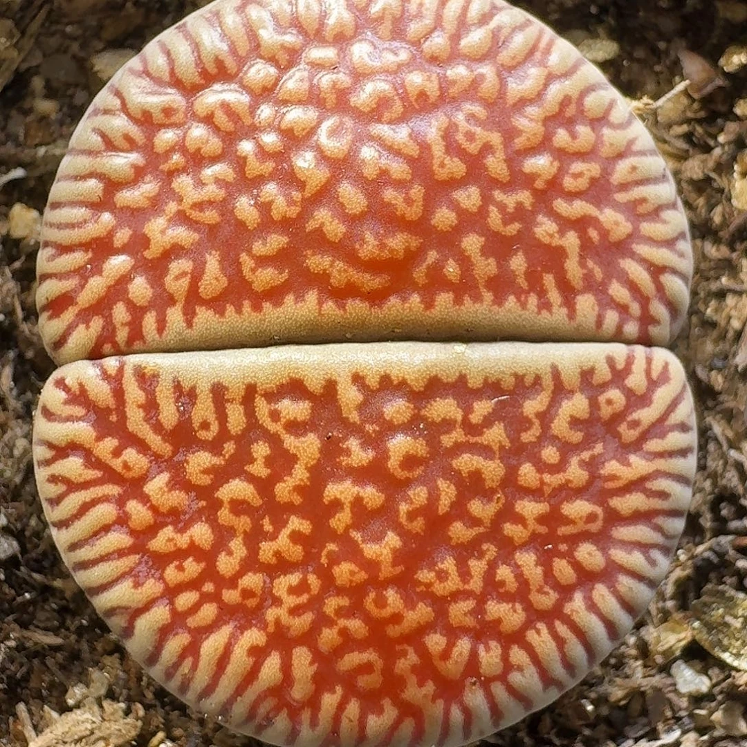 生石花111111。   2公分半。  162