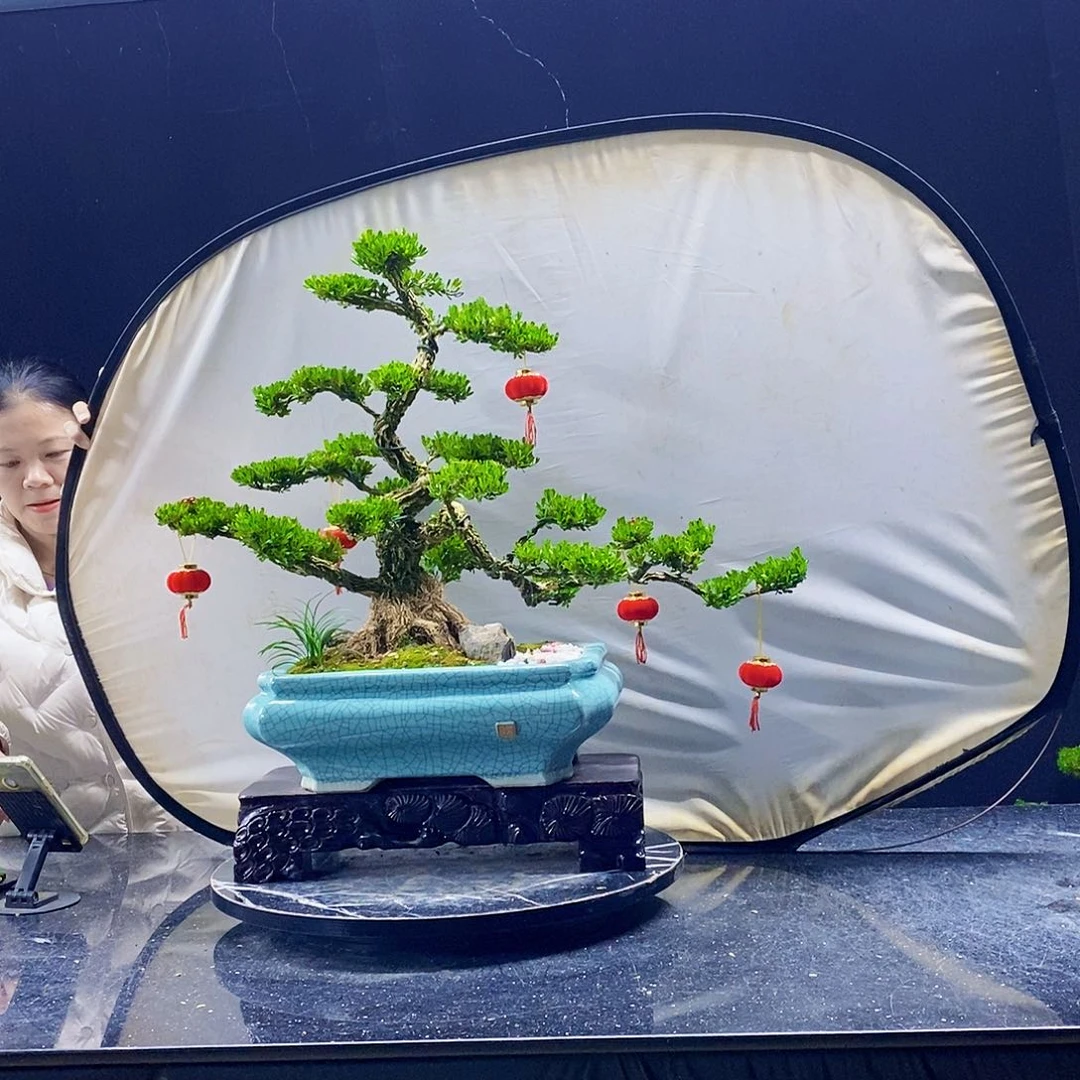 无花朵黄杨盆景造型