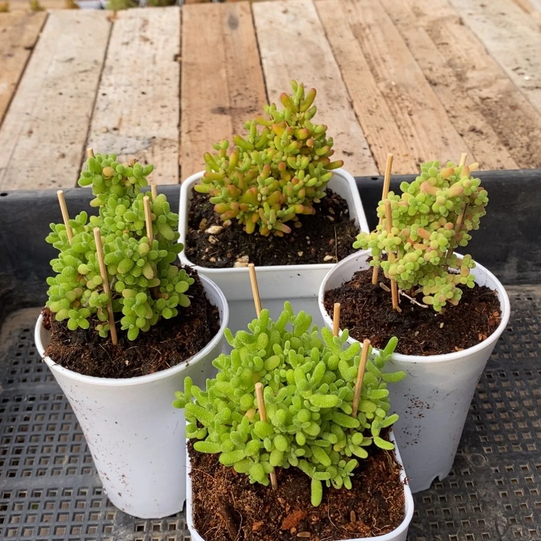 枝干番杏多肉植物662