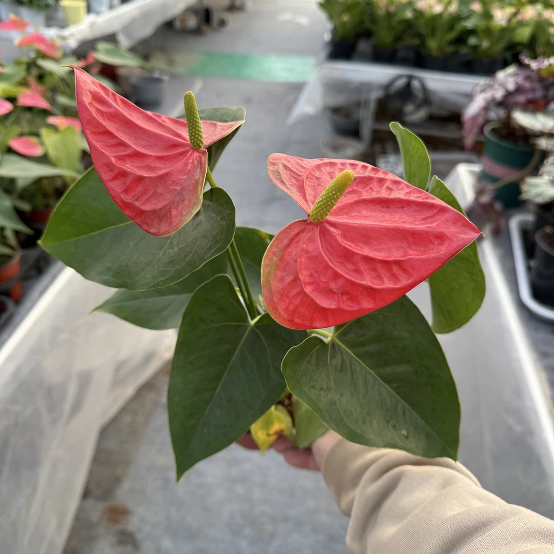 90#红掌    花卉盆栽