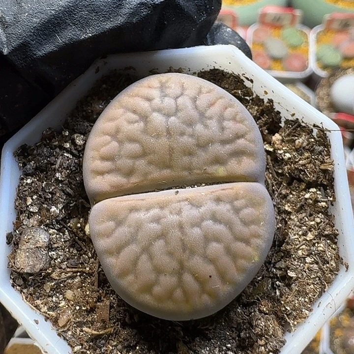 生石花3:：：：。  92号