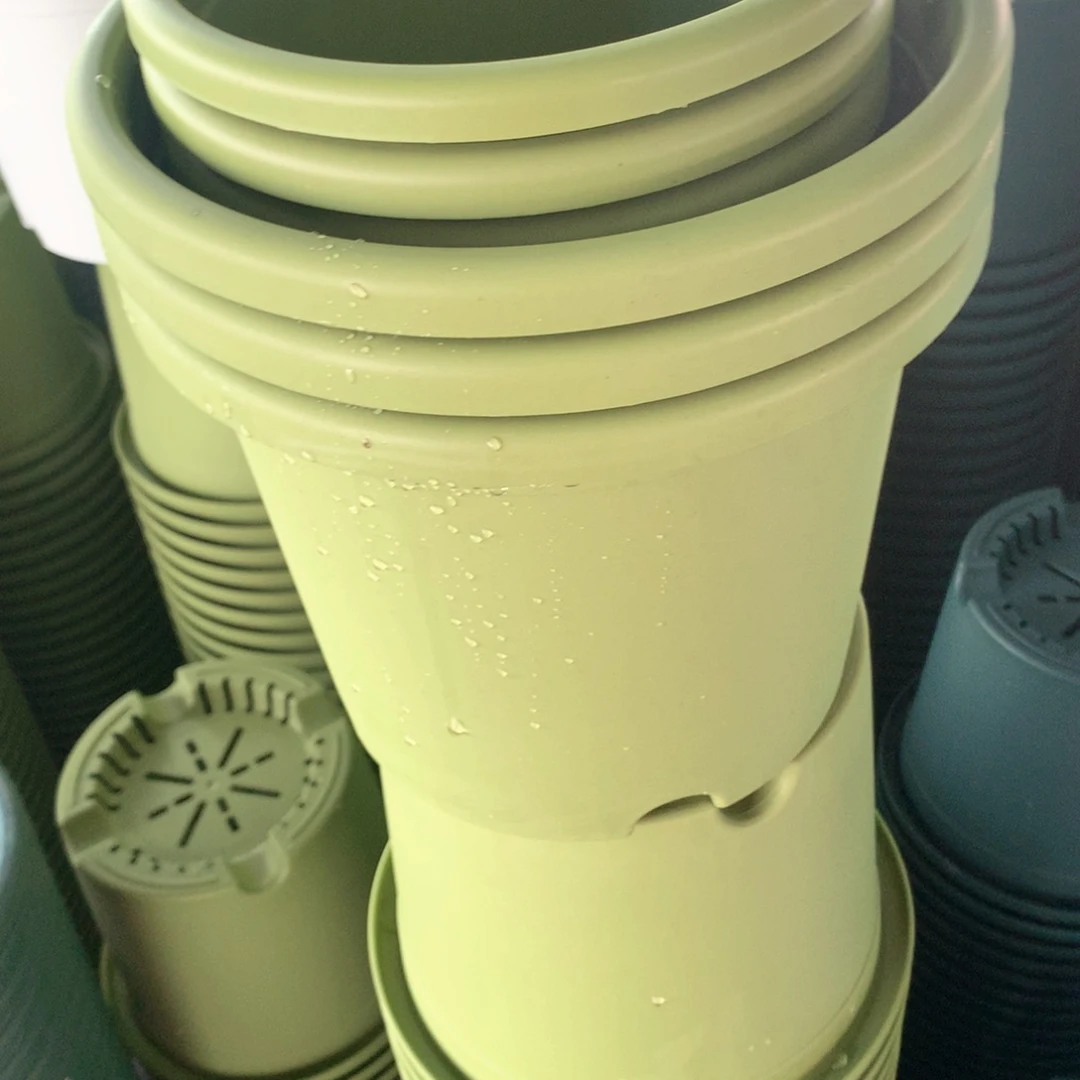 红陶小*猫17和21果绿各3个无