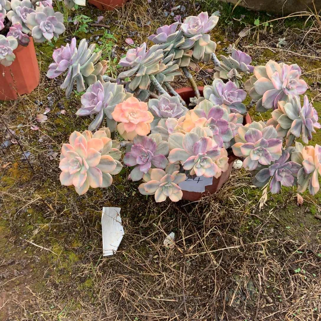 娜*紫乐锦1124脱土物流自理晓晓一物一拍