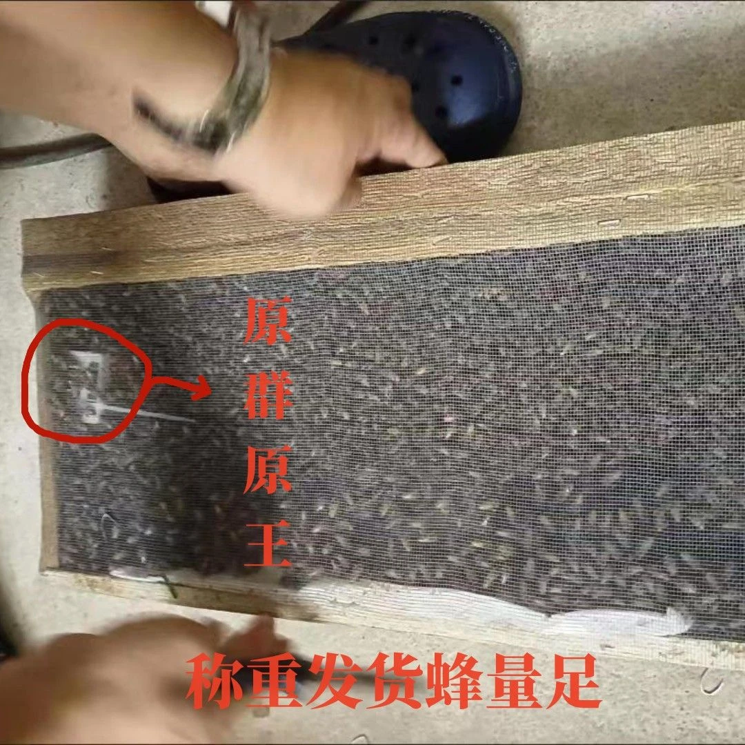 【原箱直发】笼蜂蜜蜂土蜂带王蜜格子开产蜂王带蜂箱一整箱中华全套