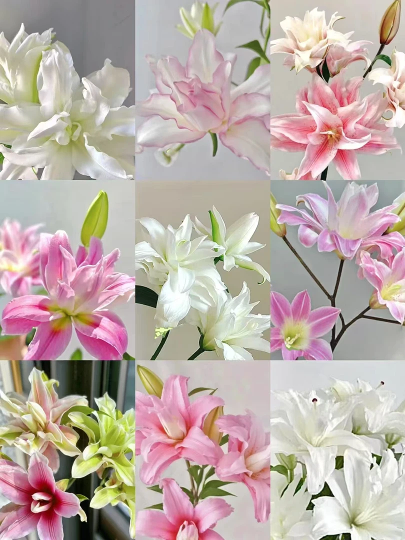 精品大礼包-每一枝都是AAA--百合 --