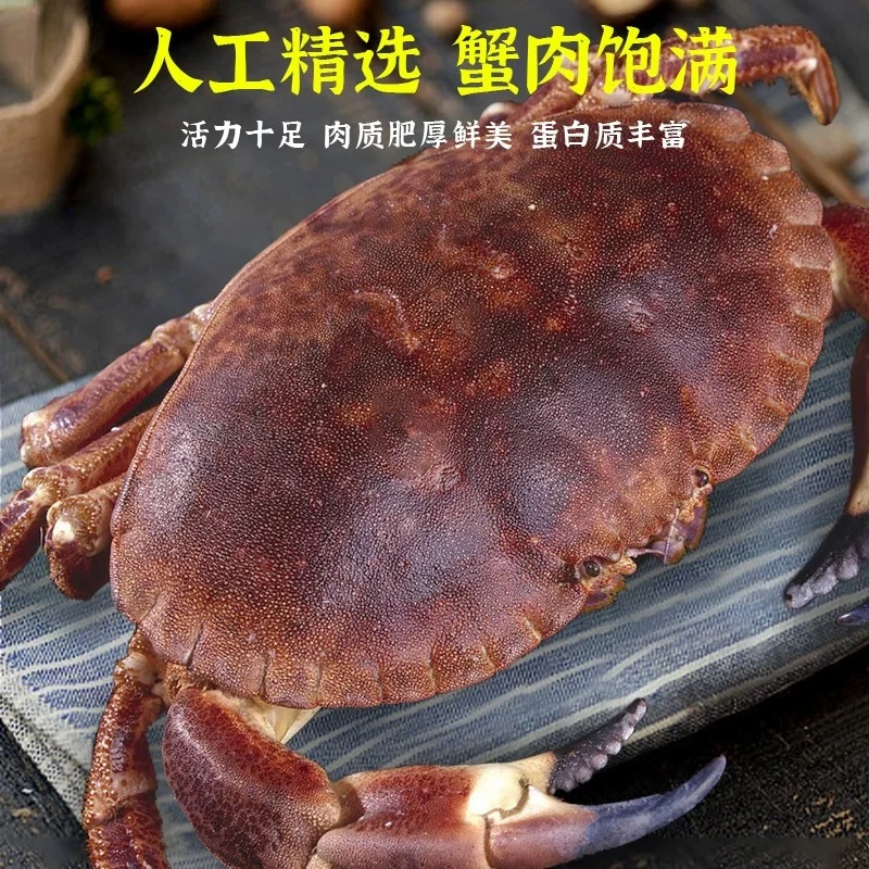 面包蟹熟冻特大母蟹冷冻帝王蟹海蟹新鲜海鲜水产黄金蟹珍宝蟹