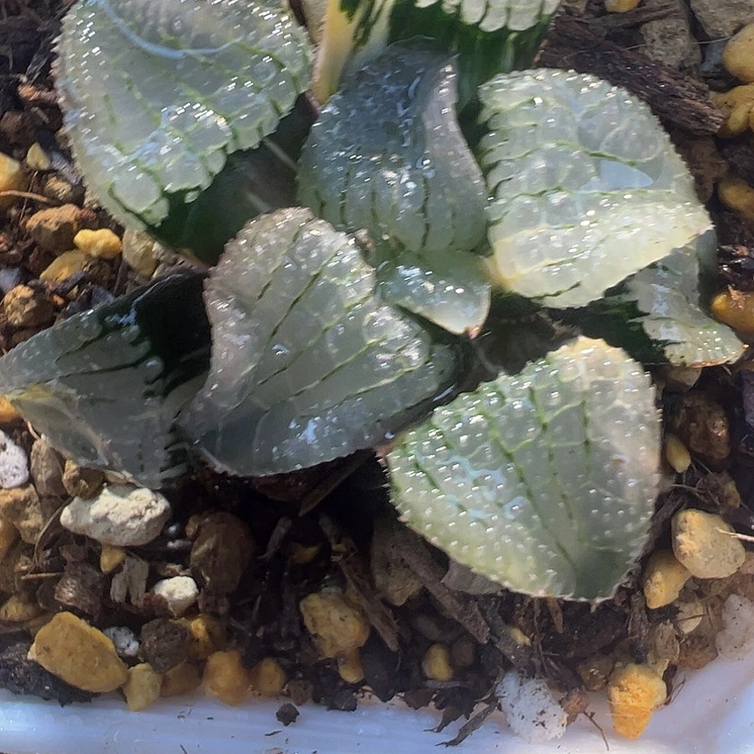 天空之镜锦特选福利