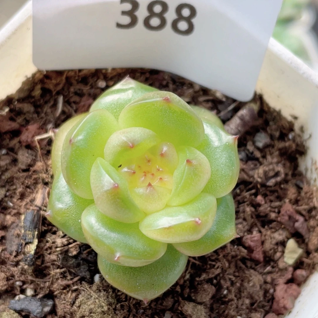 388号节日快乐 福利！