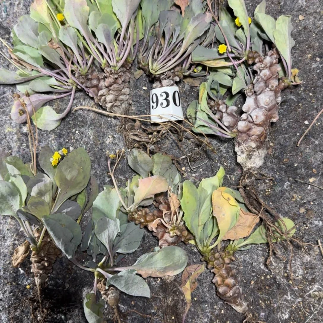 7颗蛮鬼塔厚敦菊一物一拍