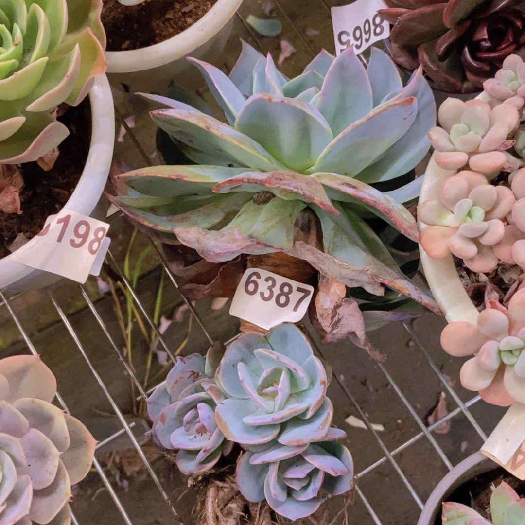 6387血凤多头一物一拍