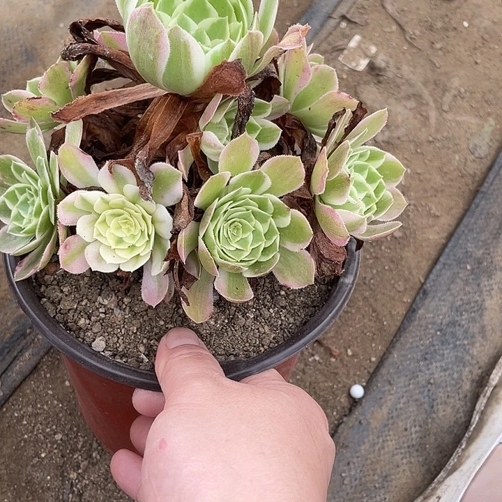 143海王多肉植物法师