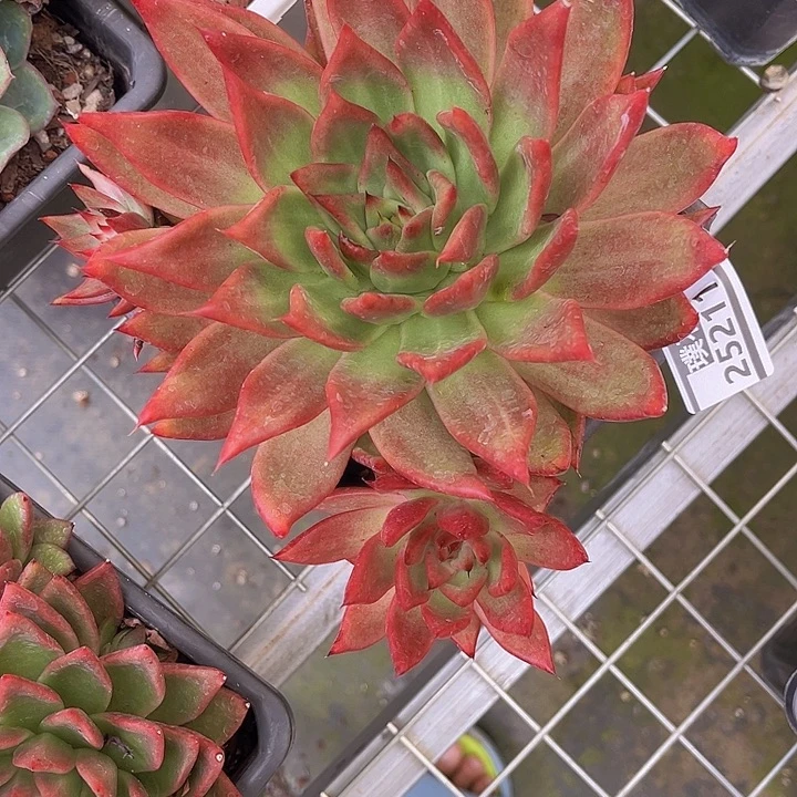 弗兰克25211多肉植物