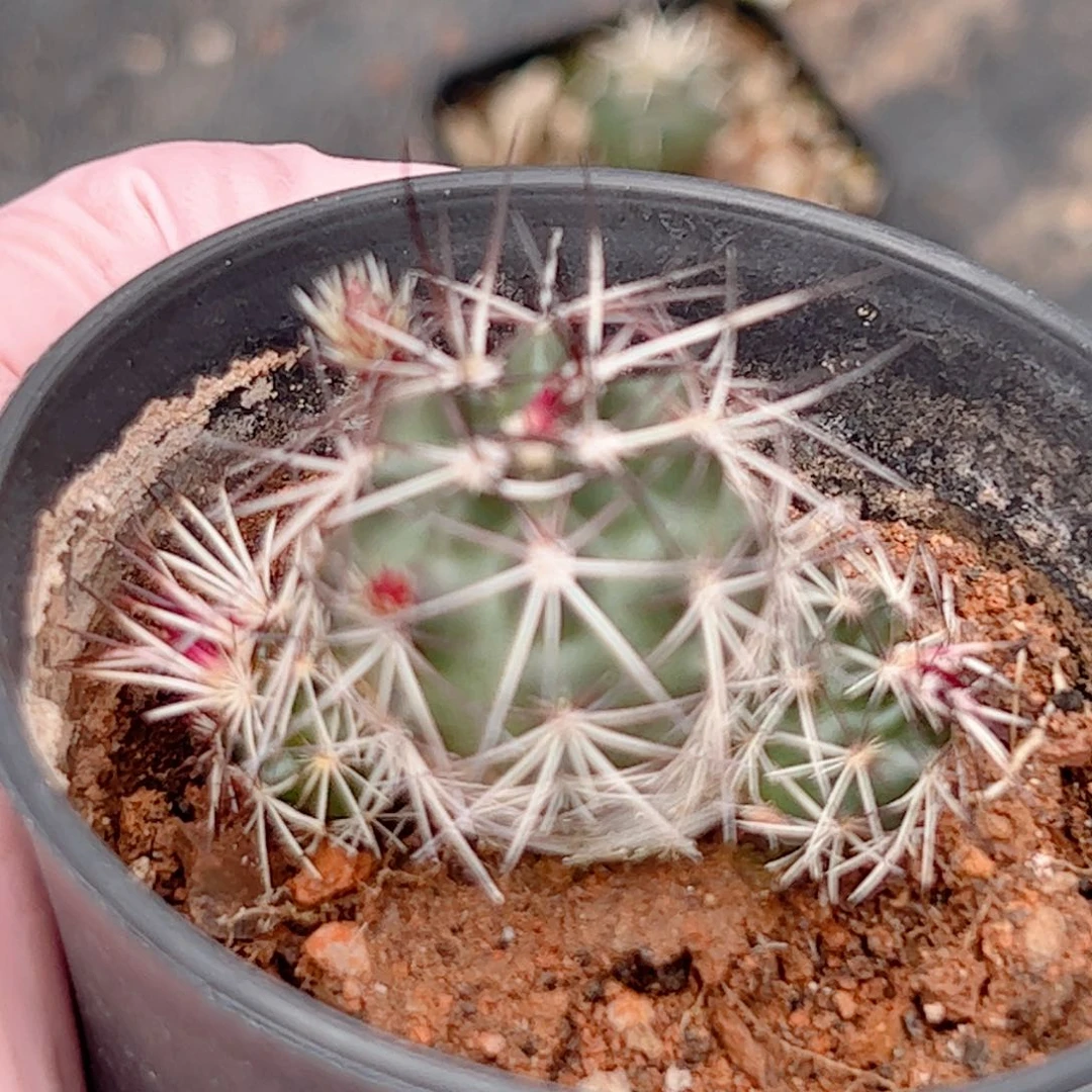 实生群生达氏青花虾