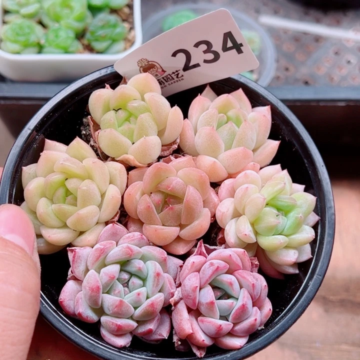 多肉植物多肉植物