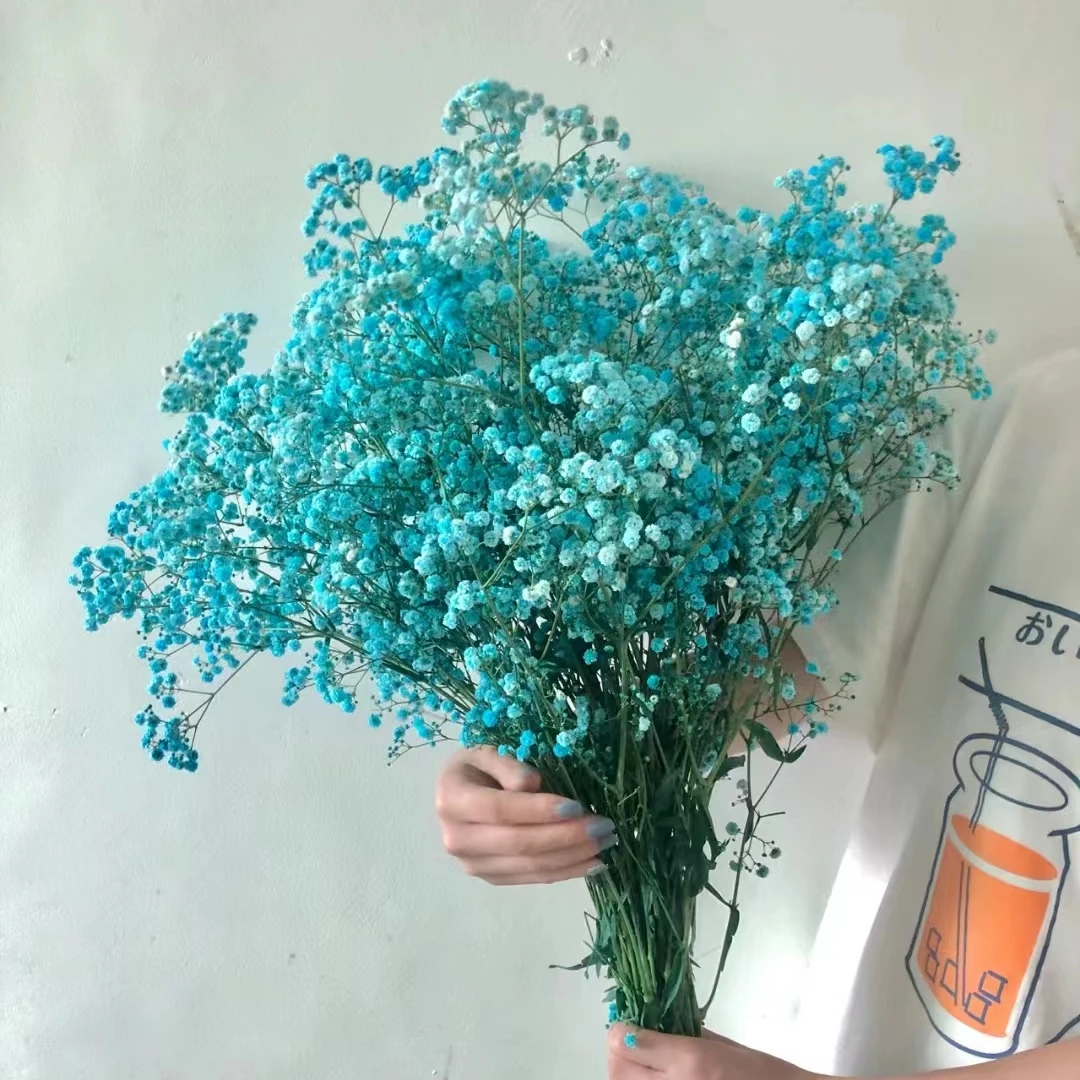 500g蓝色满天星(吸染) 可做干花云南鲜花基地【两单发顺丰或京东】