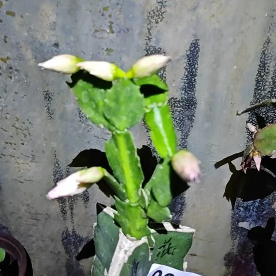 *****荷花仙子嫁接零度之上包邮208