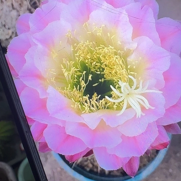 茉莉根高7公分左右毛花柱