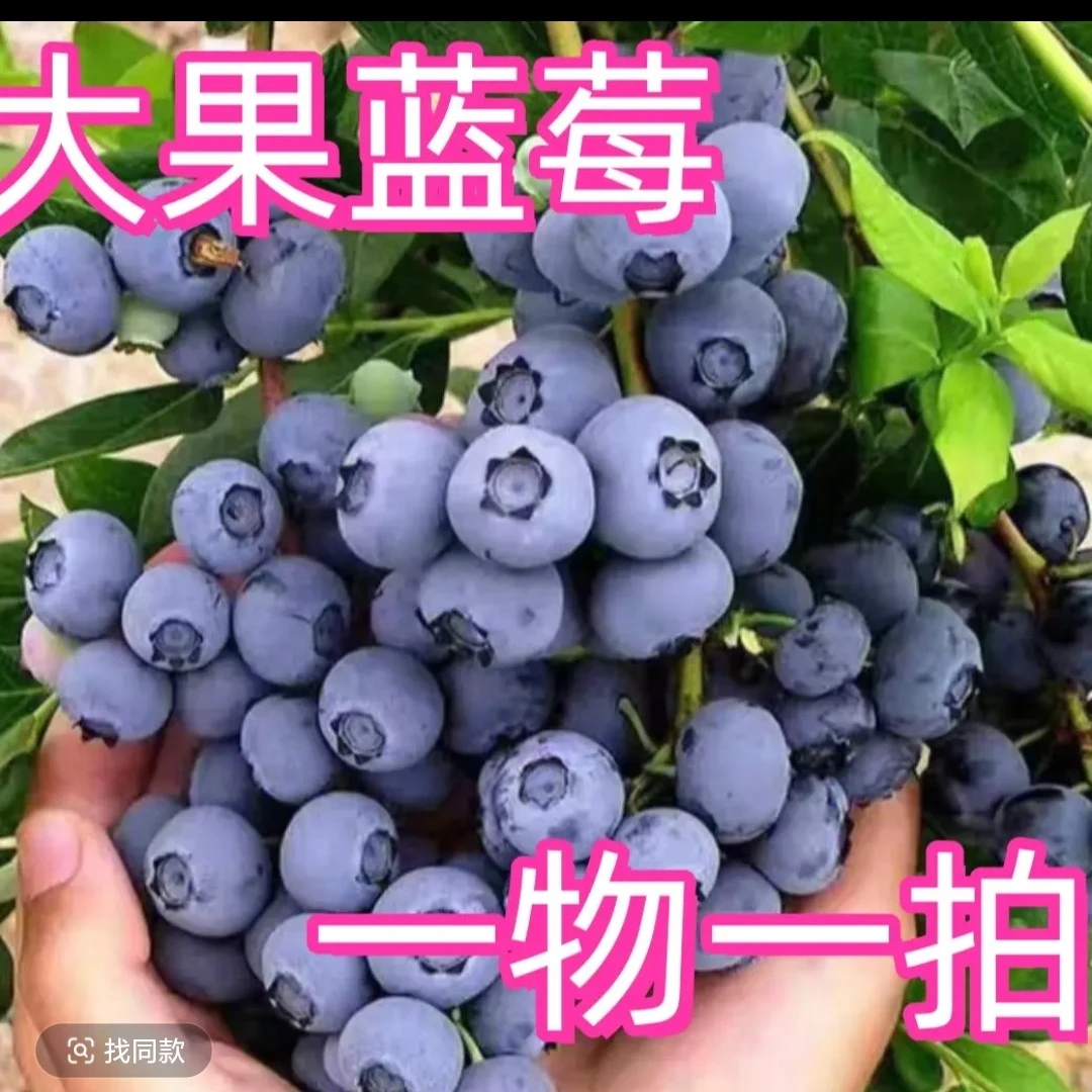 蓝莓树苗超大果耐寒耐热庭院阳台盆栽地栽南北方种植