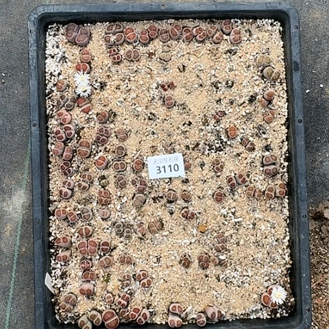 女**烟3110菊红窗清框特价脱土发货