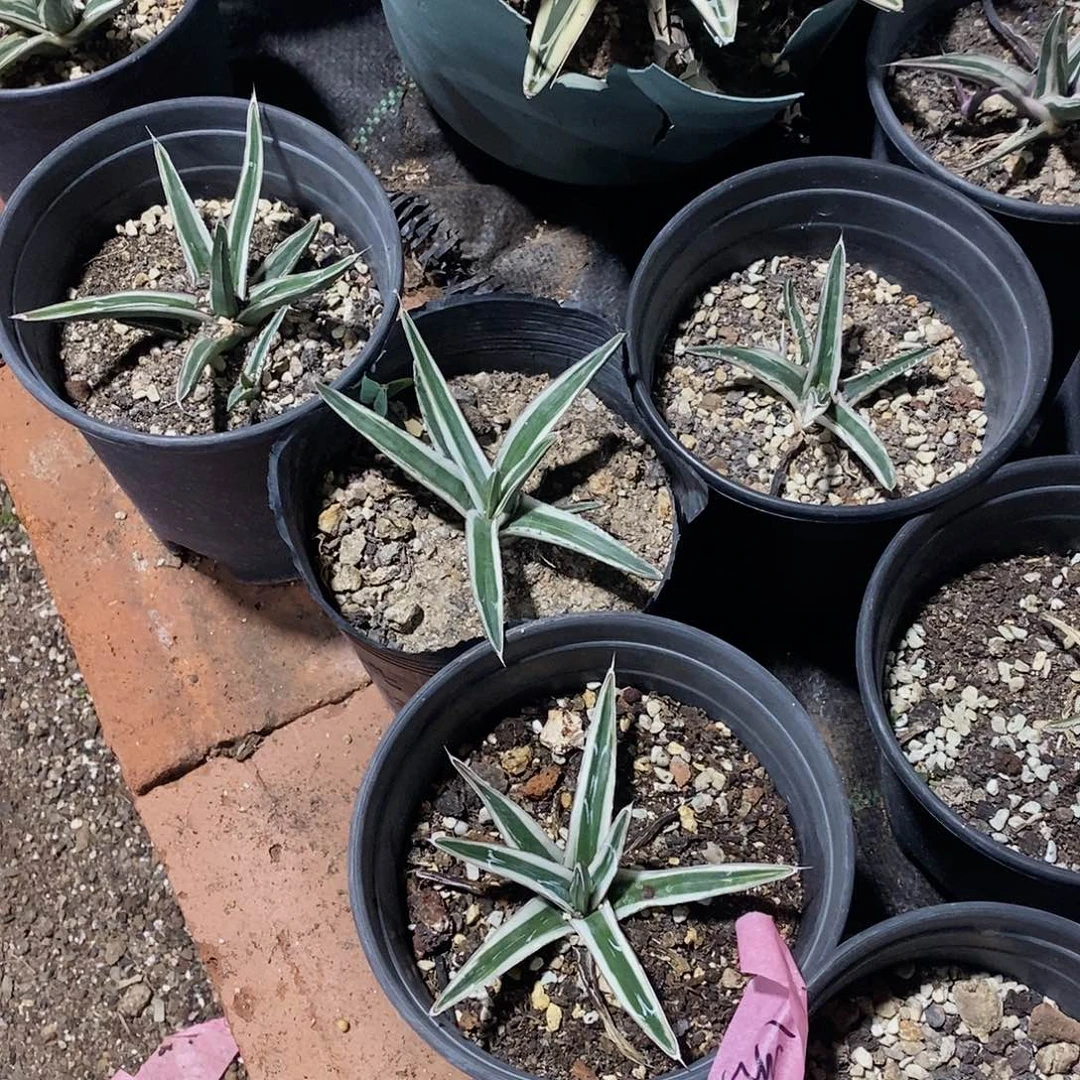 冰山屉之雪冠幅10公分左右侧芽苗一颗